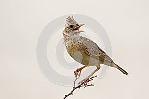 Close-up of Rufous-naped lark