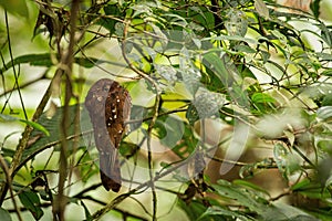 Close up Rufous Potoo sitting in the branch