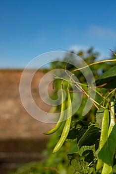 Close-Up of Runner Beans Growing in a Garden in Scotland