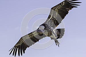 Close-up Ruppells griffon vulture in flight from below photo