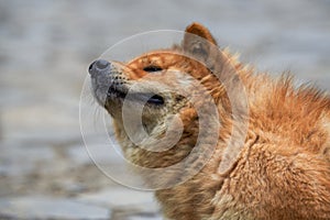 A close-up of a rural Chinese pastoral dog