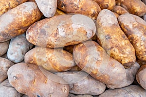 Close up of russet potatoes, freshly harvested, cured and being sold at a farmer`s market. Tuber vegetable