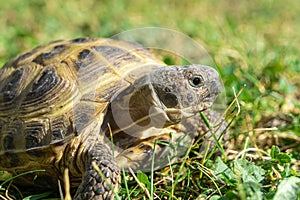 Close-up of a Russian tortoise or Horsfield tortoise, Agrionemys horsfieldii, lying in the grass