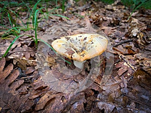 Close up Russulaceae mushroom in the autumn forest