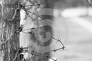 Close-up of a rusty barbed wire fence