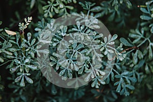 Close up on ruta graveolens plant, top view photo