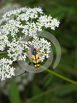 Close up of Rutpela maculata, the spotted longhorn, a beetle species of flower longhorns.