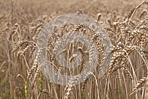 close up of rye ears, field of ripening rye in a summer day horizotal. Copy space, pattern, wallpaper, banner, cover