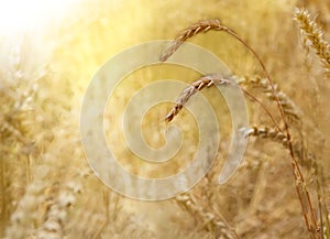 close up of rye ears, field of ripening rye in a summer day horizotal. Copy space, pattern, wallpaper, banner, cover, mockup, for
