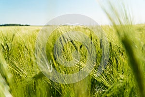 Close up of rye ears, field of rye in a summer day. Crops of Rye. Harvest concept. Agriculture concept. Soft focus