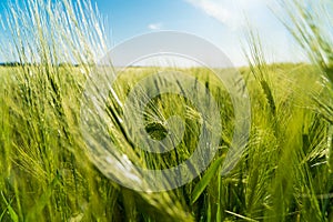 Close up of rye ears growing on the field. Growing rye. Grain for rye flour. The rye growing in the field. Crops of Rye. Soft