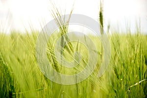 Close up of rye ears/spikes in a fresh, green field of crops, with natural sunset light, in Dobrogea, Tulcea, Romania.