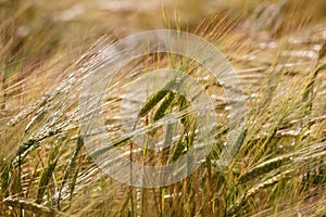 Close up of rye ears on a sunny day. Rye field under the summer hot sun, ripe ears of rye.