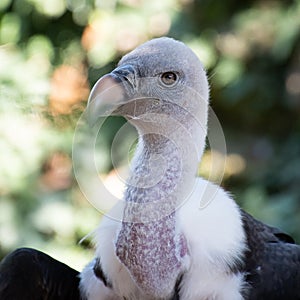 Close-up on a RÃ¼ppell`s vulture