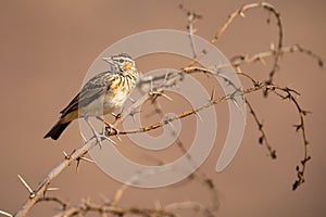 Close-up of a Sabota Lark sitting on dry thorn branch in the early morning sun