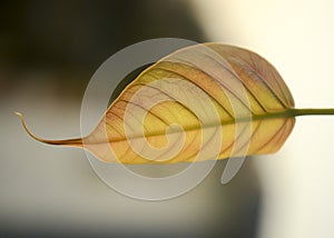 sacred fig leaf Close up with texture and pattern