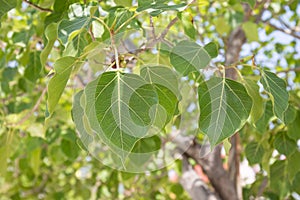 Close up of Sacred Fig Trees leaves, also call Peepal Tree