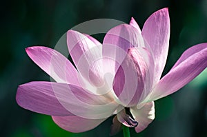 Close-up of sacred lotus, beautiful pink petals