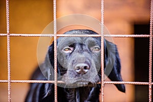 Close up of sad black dog in cage