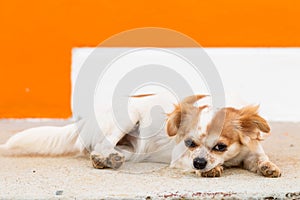 Close up sad chihuahua dogs laying down on floor