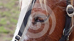 Close up of sad horse's eye,horse on the farm