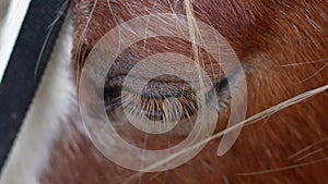 Close up of sad horse's eye,horse on the farm