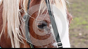 Close up of sad horse's eye,horse on the farm