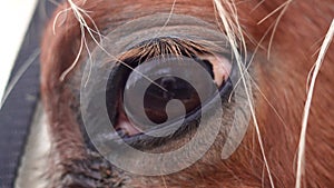 Close up of sad horse's eye,horse on the farm