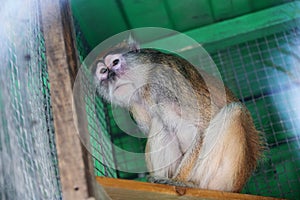 Close-up. Sad monkey looking at the camera. The monkey is sitting in a cage..