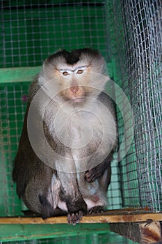 Close-up. Sad monkey looking at the camera. The monkey is sitting in a cage..
