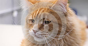 Close-up of a sad muzzle of a big cat thinking about something. A beautiful red cat with a sad and thoughtful expression