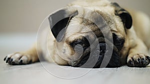 Close-up sad pug dog lies on the floor, falls asleep and looking at camera