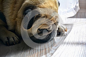 Close-up sad pug dog lying on a wooden floor, making a sad face outdoors under natural sunlight