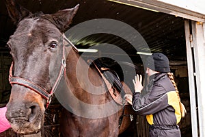 Close-up of saddle adjustment on horse