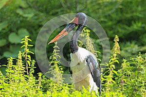 Close up of a saddle-billed stork, Ephippiorhynchus senegalensis, standing in a green meadow