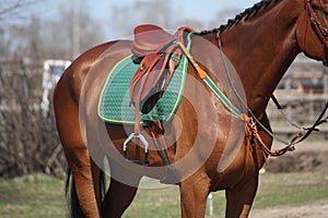 Close up of saddle on horse back