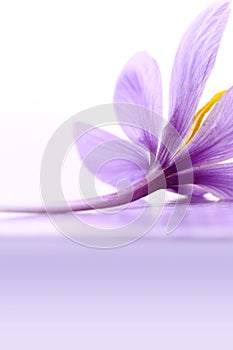 Close up of saffron flower