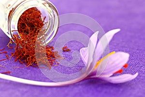 Close up of saffron flower