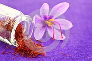 Close up of saffron flower