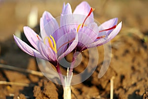 Close-up of saffron flowers, crocus