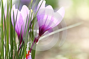 Close up of saffron flowers