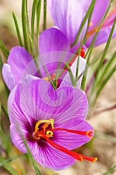 Close up of saffron flowers