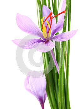 Close up of saffron flowers