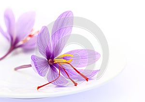 Close up of saffron flowers