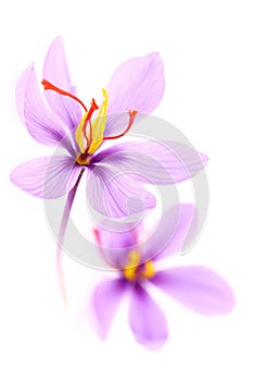 Close up of saffron flowers