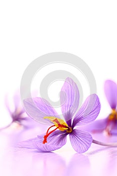 Close up of saffron flowers