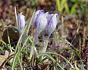 Close-up of saffron flowers. Macro greenery background with violet crocuses. Shallow depth of fielÐ²