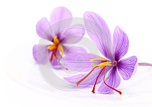 Close up of saffron flowers