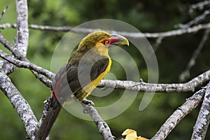 Close-up of a Saffron toucanet perching on a branch in Atlantic forest, Itatiaia, Brazil