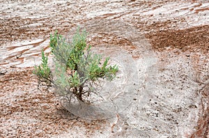 Close up of Sage Brush in Painted Cove